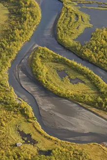 Bogs Prints: Aerial view of Birch trees (Betula sp) growing in the Laitaure delta, Sarek National Park