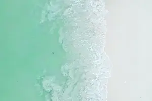 Thailand Prints: Aerial view of Blacktip reef shark (Carcharhinus melanopterus)