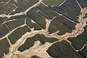 Bogs Prints: Aerial view of blocks of forestry plantation planted on blanket bog, Forsinard, Caithness