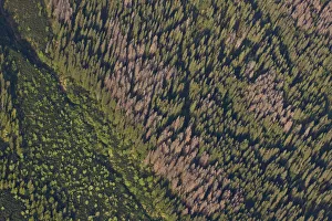 Pines Prints: Aerial view of border between spruce forest and Dwarf mountain pine (Pinus mugo)