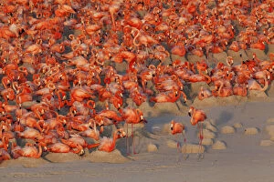 American Flamingo Gallery: Aerial view of Caribbean Flamingo (Phoenicopterus ruber) breeding colony, Ria Lagartos