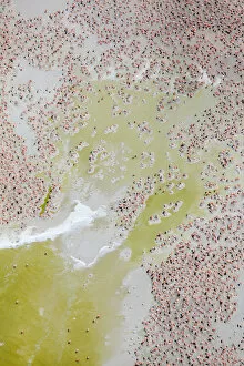 Images Dated 18th August 2021: Aerial view of Caribbean flamingo (Phoenicopterus ruber) breeding colony