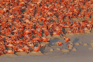 Phoenicopterus Ruber Ruber Prints: Aerial view of Caribbean Flamingo (Phoenicopterus ruber) breeding colony, Ria Lagartos