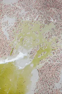 Phoenicopterus Ruber Ruber Prints: Aerial view of Caribbean flamingo (Phoenicopterus ruber) breeding colony