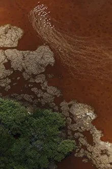 Aerial view of Caribbean flamingo (Phoenicopterus ruber) flock near mangrove forest