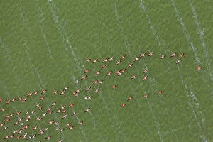 Attention Grabbers Collection: Aerial view of Caribbean flamingos (Phoenicopterus ruber) flying over the coastal lagoon