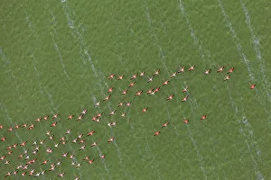 Phoenicopterus Ruber Ruber Prints: Aerial view of Caribbean flamingos (Phoenicopterus ruber) flying over the coastal lagoon