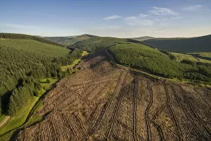 July 2022 Highlights Collection: Aerial view of commercial forestry plantations and cleared land, Scottish Borders, Scotland, UK
