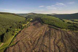 Scottish Borders Prints: Aerial view of commercial forestry plantations and cleared land
