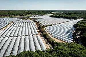 Fruit Prints: Aerial view of commercial strawberry farms stealing water from Donana wetlands