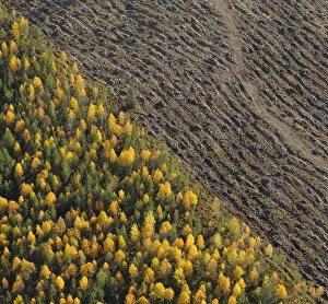 Aerial view of deforestated area of Northern boreal forest, Oulanka, Finland, September