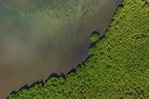 Fiji Prints: Aerial view of a dense mangrove forest fringing the coastline of Ovalau Island