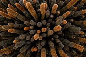 Fernandina Island Prints: Aerial view of dense stand of Lava cactus (Brachycereus nesioticus)
