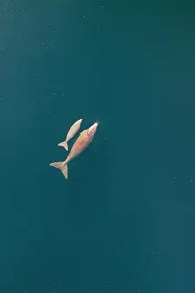 Side By Side Prints: Aerial view of Dugong (Dugong dugon) cow with calf swimming at the water surface