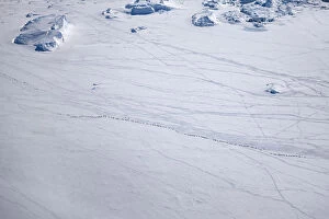 Sue Flood Gallery: Aerial view of Emperor penguins (Aptenodytes forsteri) toboganning in the snow, Snow Hill Island