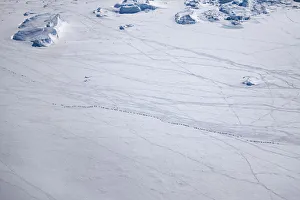 Bookplate Prints: Aerial view of Emperor penguins (Aptenodytes forsteri) toboganning in the snow