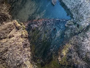 Castoridae Prints: Aerial view of a European beaver (Castor fiber) dam on river
