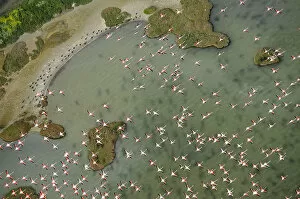 Images Dated 14th February 2009: Aerial view of European flamingo (Phoenicopterus roseus) flock in flight, Baha de Cdiz Natural Park