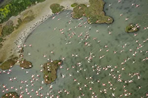 Flamingos Prints: Aerial view of European flamingo (Phoenicopterus roseus) flock in flight