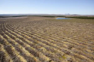 Bogs Prints: Aerial view of felled forestry plantation planted on blanket bog, Forsinard, Caithness