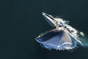 2019 August Highlights Collection: Aerial view of Fin whale (Balaenoptera physalus) lunge-feeding, with mouth open