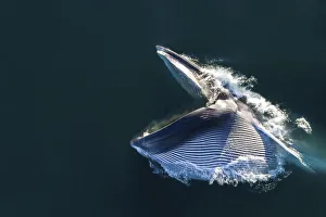 Aerial view of Fin whale (Balaenoptera physalus) lunge-feeding, with mouth open