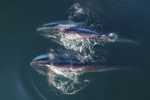Balaenoptera Prints: Aerial view Fin whales (Balaenoptera physalus) lunge-feeding in the southern Sea of Cortez