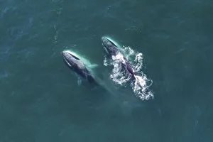 Aerial view Fin whales (Balaenoptera physalus) lunge-feeding in the southern Sea of Cortez