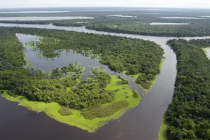 Flood Prints: Aerial view of flooded forests, Anavilhanas Archipelago, Anavilhanas National Park
