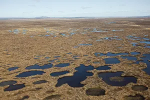 Bogs Prints: Aerial view across the Flow Country showing peatland pool system, Forsinard, Caithness