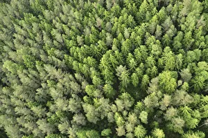 Baltic Prints: Aerial view of forest, Kemeri National Park, Latvia, June 2009