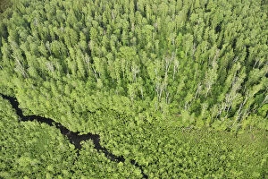 Images Dated 11th June 2008: Aerial view of forest with a stream flowing through it, Kemeri National Park, Latvia