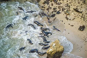 Aerial view of Galapagos sea lion (Zalophus wollebaeki