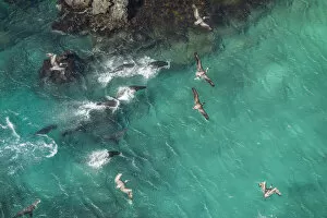 Images Dated 16th June 2020: Aerial view of Galapagos sea lion group (Zalophus wollebaeki