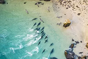 Images Dated 16th June 2020: Aerial view of Galapagos sea lion group (Zalophus wollebaeki