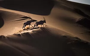Images Dated 9th August 2018: Aerial view of two Gemsbok (Oryx gazella) in sand dunes, Namib Desert, Namibia