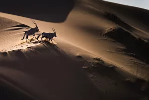 Aerial view of two Gemsbok (Oryx gazella) in sand dunes, Namib Desert, Namibia