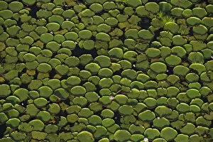 Aerial View Gallery: Aerial view of Giant water lily (Victoria amazonica) leaves in river, i Rurununi savanna