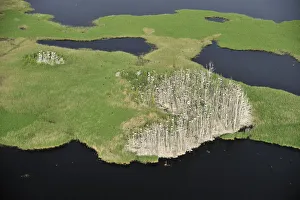 Aerial view of Great cormorant (Phalacrocorax carbo sinensis) colony in dead trees