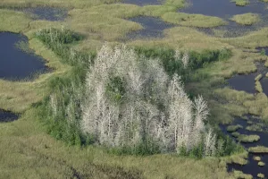 Wetlands Prints: Aerial view of Great cormorant (Phalacrocorax carbo sinensis) colony in dead trees