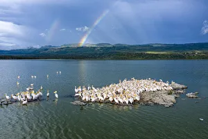 Aerial view of Great white pelican (Pelecanus onocrotalus)