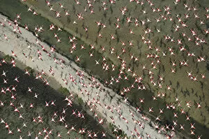 Images Dated 14th February 2009: Aerial view of Greater flamingo (Phoenicopterus ruber) flock in flight, Baha de Cdiz Natural Park