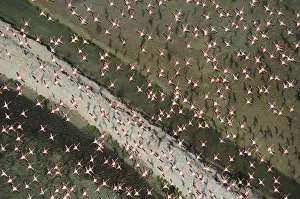 Flamingos Prints: Aerial view of Greater flamingo (Phoenicopterus ruber) flock in flight