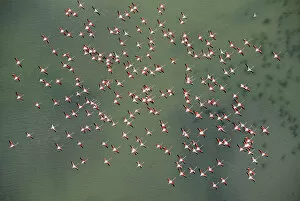 Images Dated 14th February 2009: Aerial view of Greater flamingos (Phoenicopterus ruber) in flight over Baha de Cdiz Natural Park