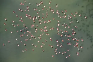 Flamingos Prints: Aerial view of Greater flamingos (Phoenicopterus ruber) in flight over Baha de Cdiz Natural Park