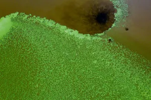 Aerial view of green algae and Lesser flamingos (Phoeniconaias minor