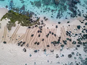 Chelonia Prints: Aerial view of Green sea turtles (Chelonia mydas) laying eggs on beach