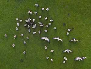 April 2021 Highlights Gallery: Aerial view of Griffon vulture (Gyps fulvus) flock scavenging dead pig, Cantabria, Spain