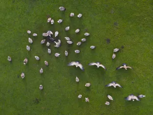 Gyps Prints: Aerial view of Griffon vulture (Gyps fulvus) flock scavenging dead pig, Cantabria, Spain