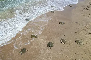 Journey Prints: Aerial view of group of Kemp's ridley turtles (Lepidochelys kempii) female